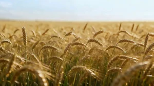 Grain Drying