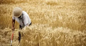 Paddy Drying Fissures:Why They Form and How to Prevent Them